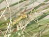 Sympetrum fonscolombii